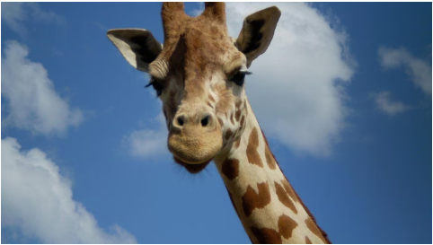 Giraffe at Blackpool Zoo